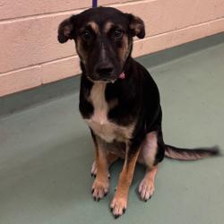 Shelter Stray Female Dog last seen , 2350 Appling City Cove, Memphis, TN 38133, USA