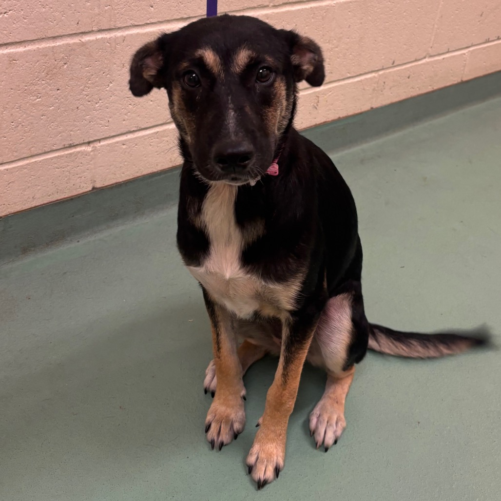 Shelter Stray Female Dog last seen , 2350 Appling City Cove, Memphis, TN 38133, USA