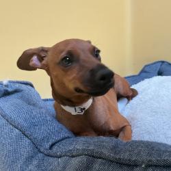 Shelter Stray Male Dog last seen , 361 S Raymond Ave, Pasadena, CA 91105, USA