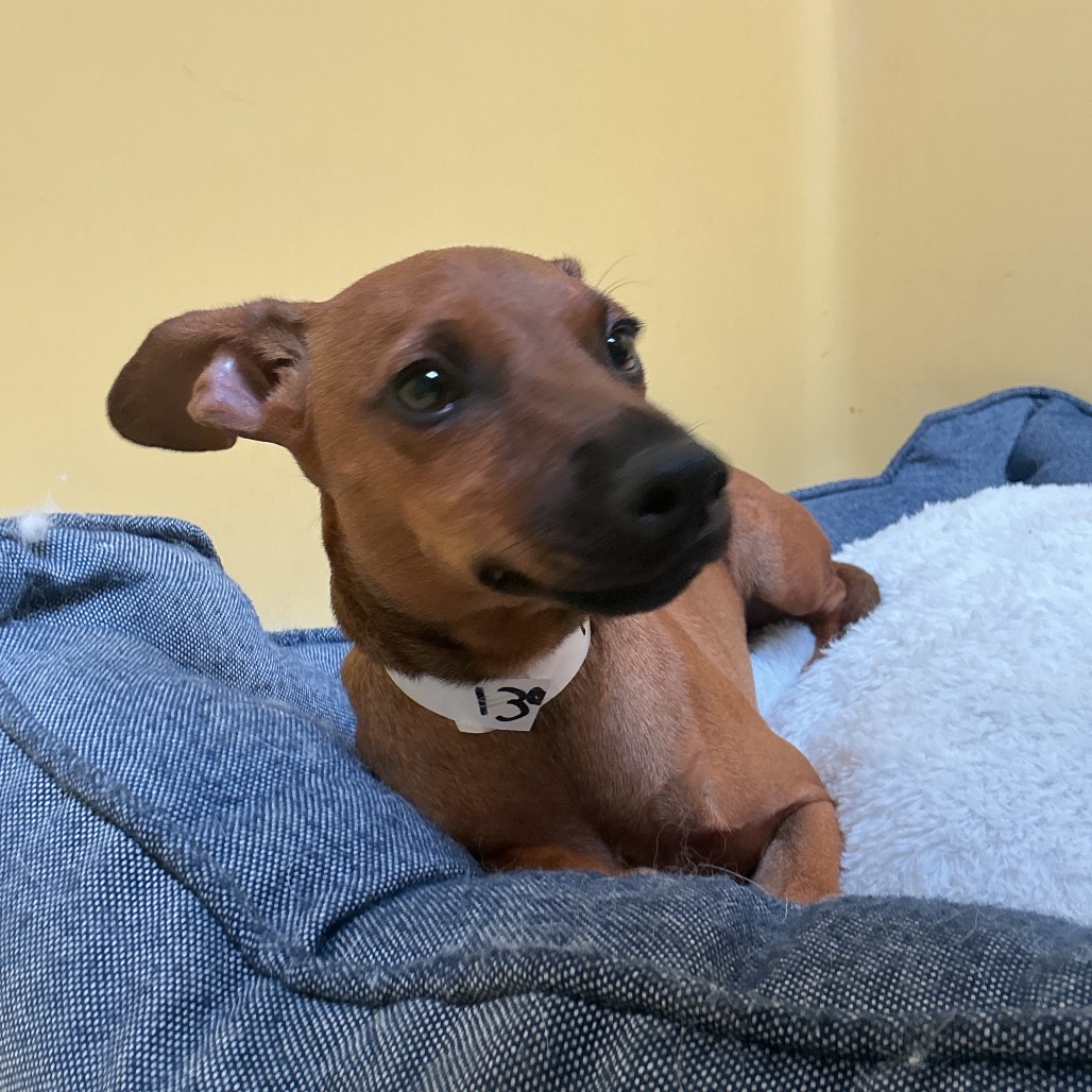 Shelter Stray Male Dog last seen , 361 S Raymond Ave, Pasadena, CA 91105, USA