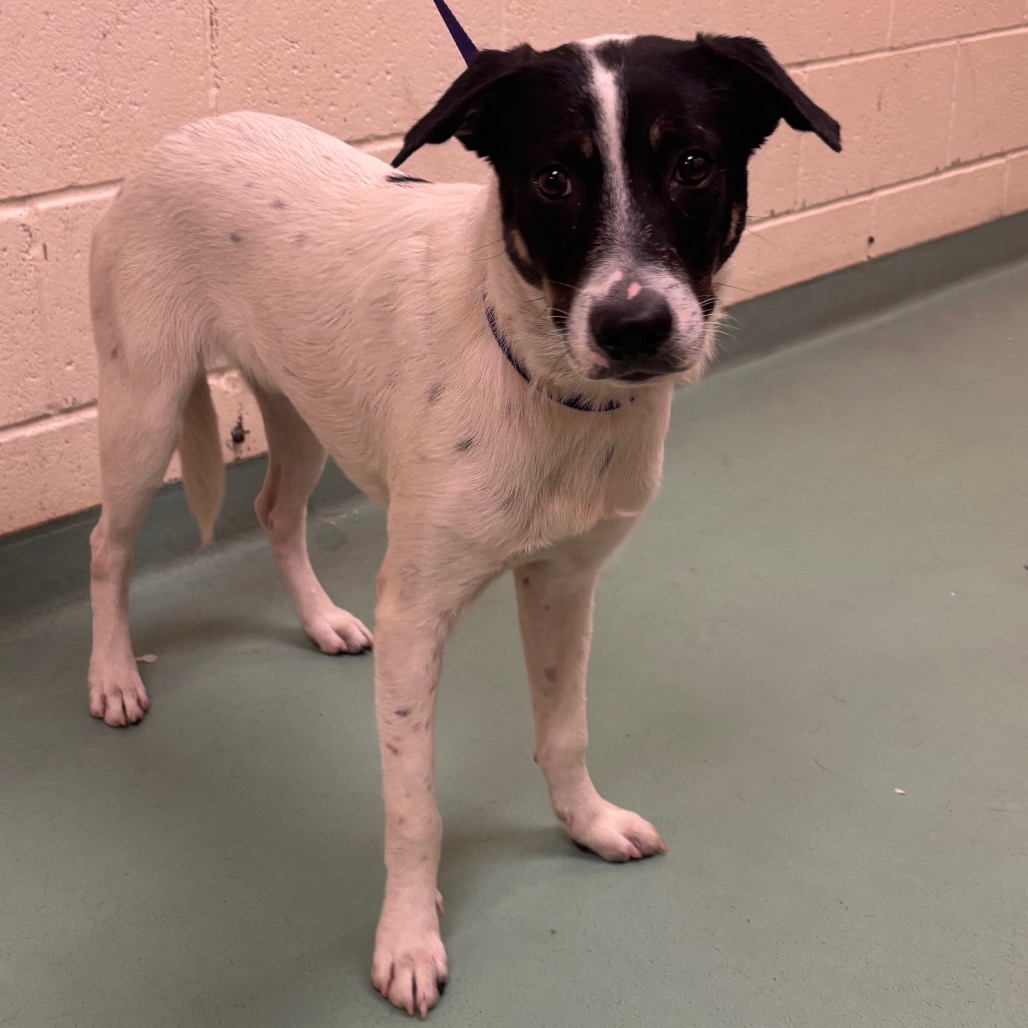 Shelter Stray Male Dog last seen , 2350 Appling City Cove, Memphis, TN 38133, USA
