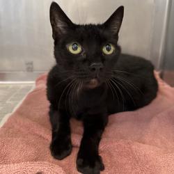 Shelter Stray Female Cat last seen , 12910 Yukon Ave, Hawthorne, CA 90250, USA