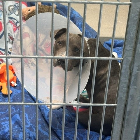 Shelter Stray Unknown Dog last seen , 12910 Yukon Ave, Hawthorne, CA 90250, USA