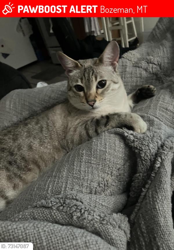 Lost Female Cat last seen College and 11th, Bozeman, MT 59715