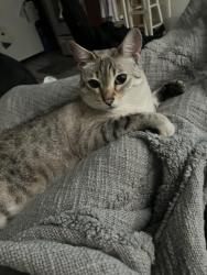 Lost Female Cat last seen College and 11th, Bozeman, MT 59715