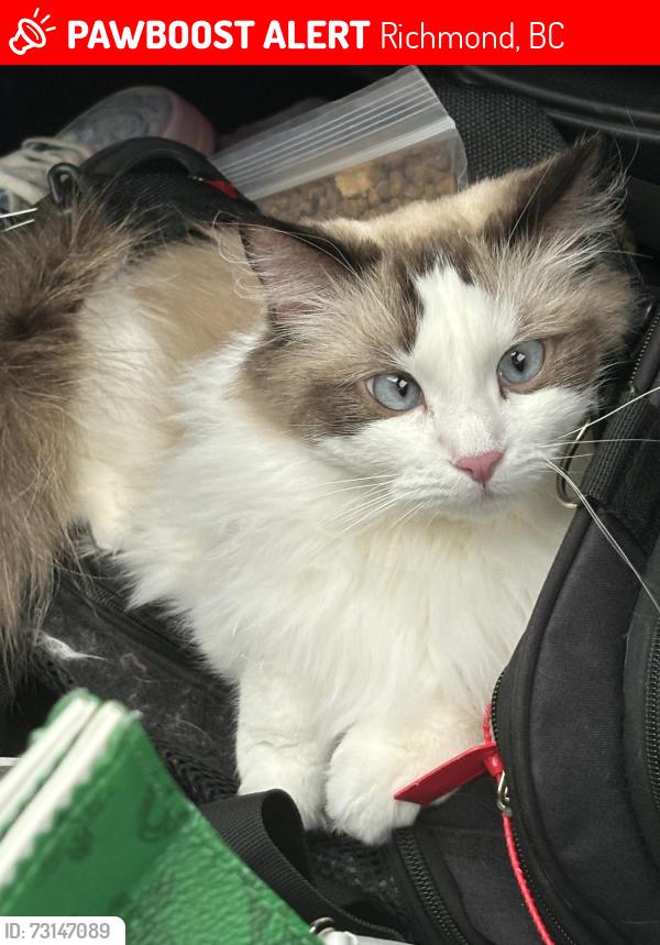 Lost Female Cat last seen No2 RD BLUNDELL, Richmond, BC 