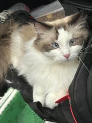 Lost Female Cat last seen No2 RD BLUNDELL, Richmond, BC 