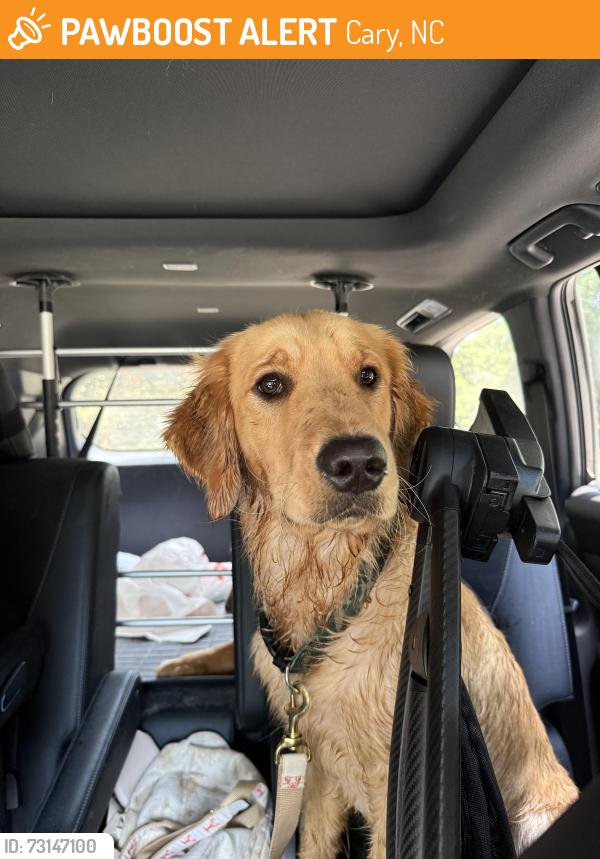 Found/Stray Female Dog last seen Across from chase bank on high horse rd, Cary, NC 27519