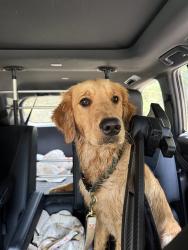 Found/Stray Female Dog last seen Across from chase bank on high horse rd, Cary, NC 27519