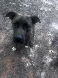Found/Stray Female Dog last seen In neighborhood, Locust Grove, GA 30248