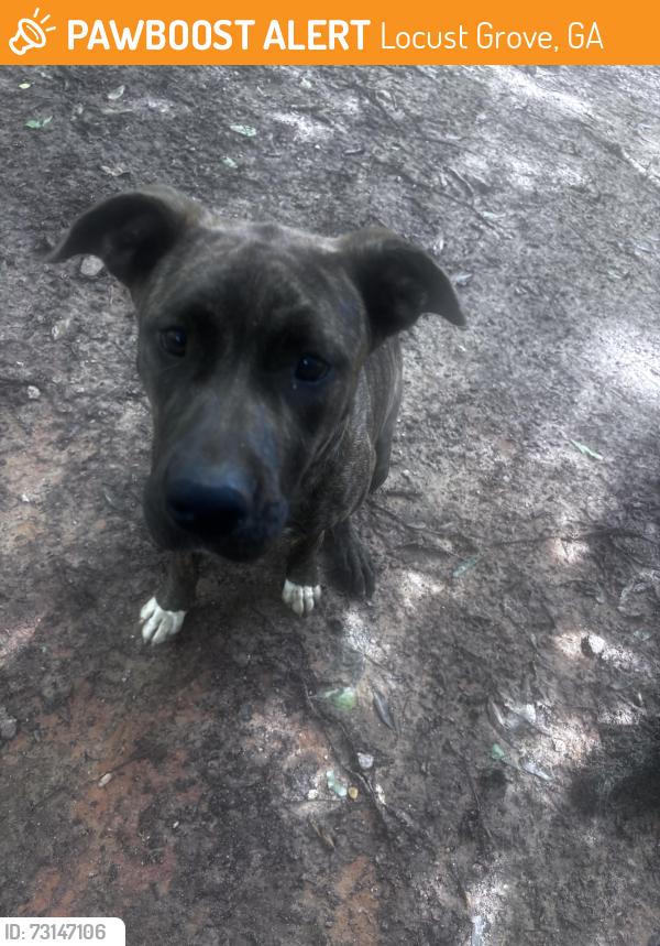 Found/Stray Female Dog last seen In neighborhood, Locust Grove, GA 30248