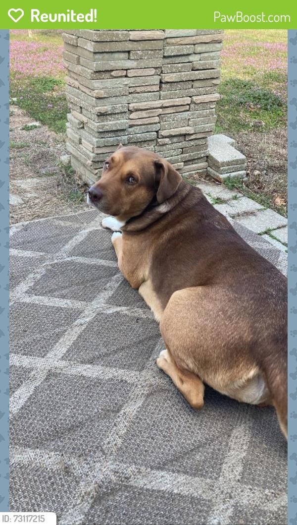 Reunited Female Dog last seen Skyline Ridge, Tulsa, OK 74127