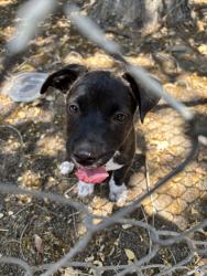 Found/Stray Female Dog last seen Central St, Visalia, CA 93277