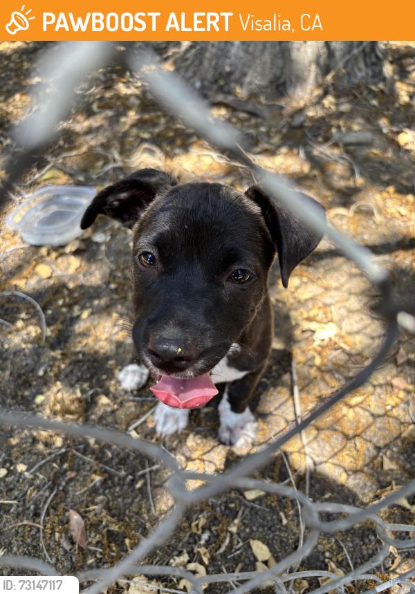 Found/Stray Female Dog last seen Central St, Visalia, CA 93277