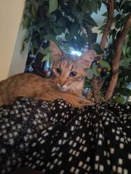 Found/Stray Female Cat last seen Mt Vernon and 32nd, Spokane, WA 99223