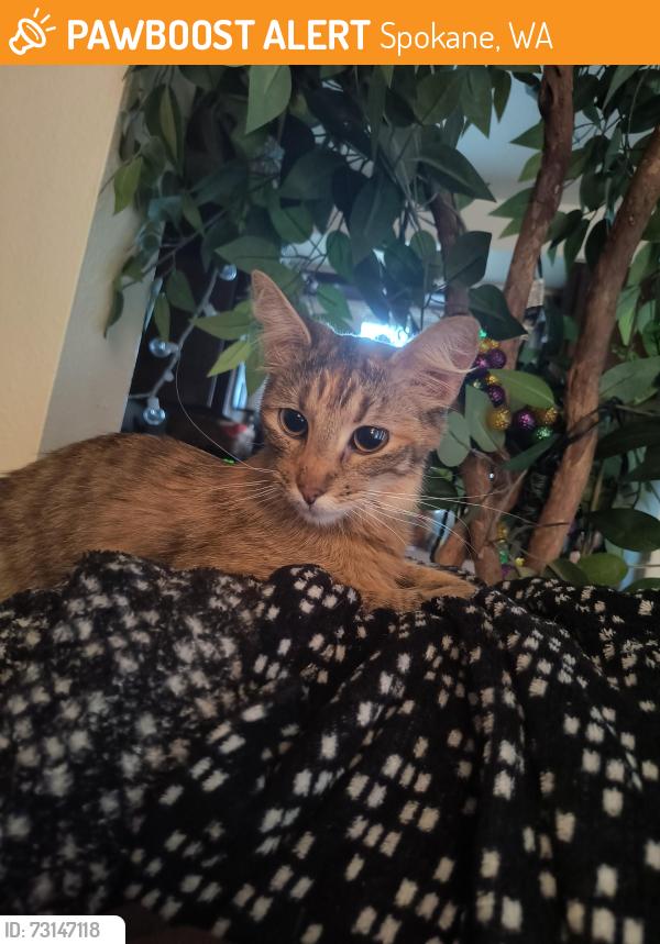 Found/Stray Female Cat last seen Mt Vernon and 32nd, Spokane, WA 99223