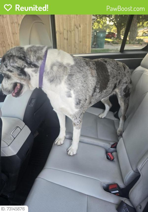 Reunited Unknown Dog last seen 10TH & N COUNCIL, OKC, Oklahoma City, OK 73127