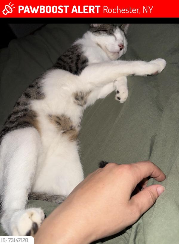 Lost Male Cat last seen Dolores, Rochester, NY 14626