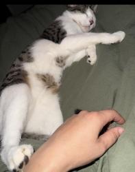 Lost Male Cat last seen Dolores, Rochester, NY 14626