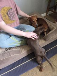 Reunited Male Dog last seen In cul de sac of westover ct, Arlington, TX 76015