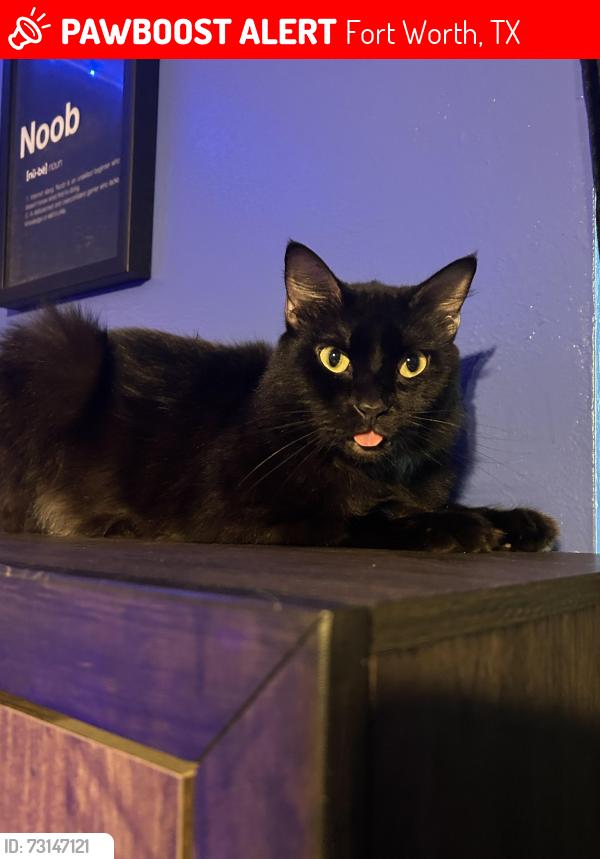 Lost Male Cat last seen Wheaton dr, Fort Worth, TX 76133