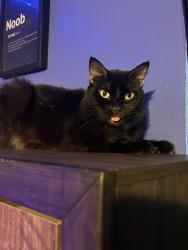 Lost Male Cat last seen Wheaton dr, Fort Worth, TX 76133