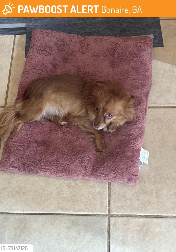 Found/Stray Female Dog last seen Near fox wood circle, Bonaire, GA 31005