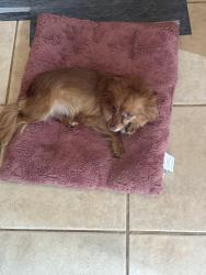 Found/Stray Female Dog last seen Near fox wood circle, Bonaire, GA 31005
