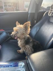 Found/Stray Female Dog last seen Cypress, Covina, CA 91722