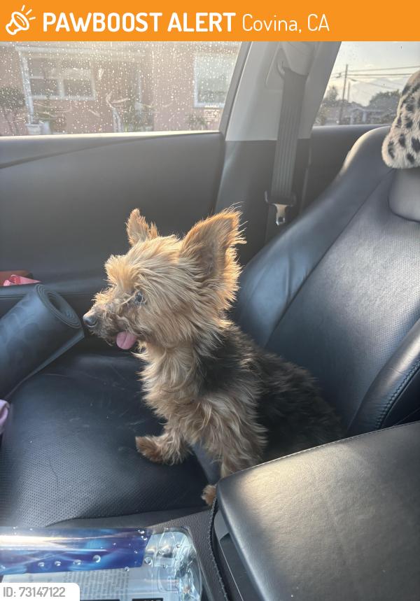 Found/Stray Female Dog last seen Cypress, Covina, CA 91722