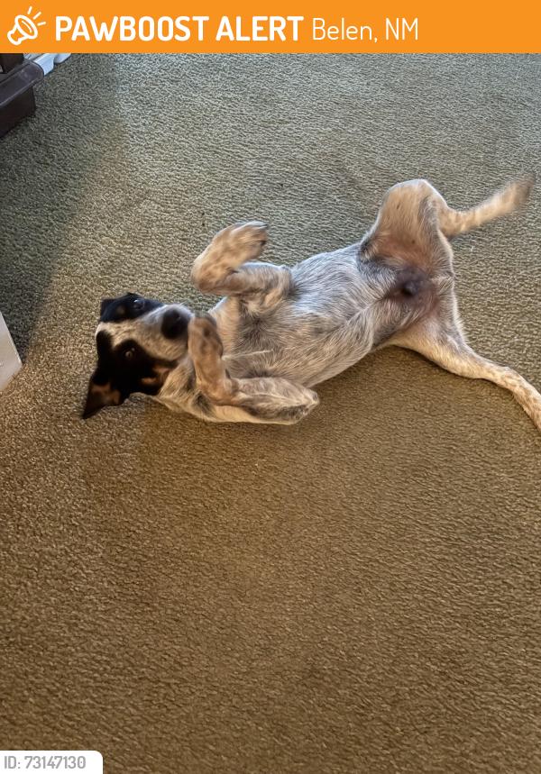 Found/Stray Male Dog last seen in belen, Belen, NM 87023