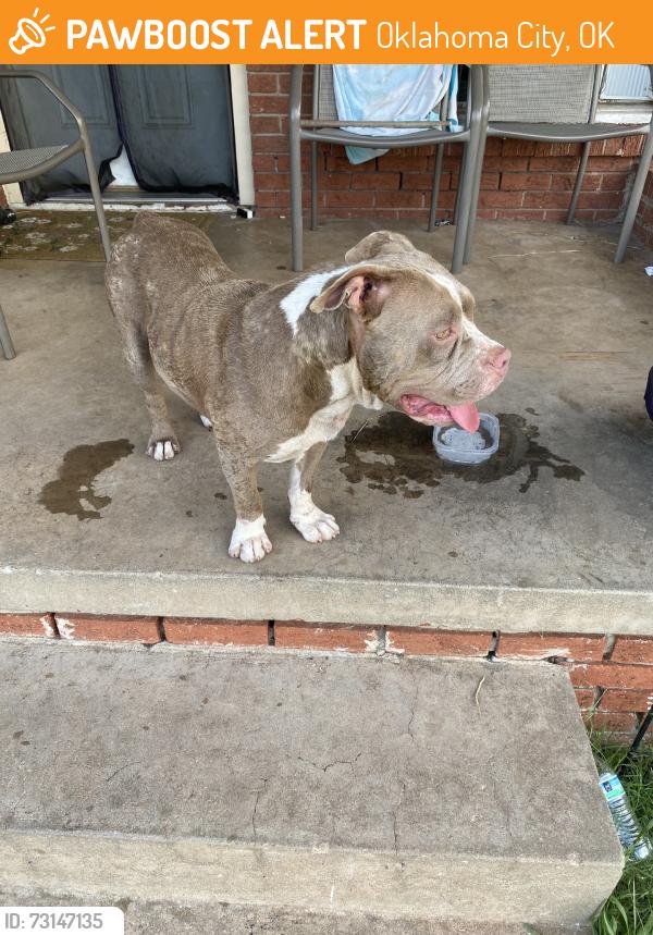 Found/Stray Female Dog last seen Western and SW 53rd, Oklahoma City, OK 73109