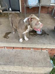 Found/Stray Female Dog last seen Western and SW 53rd, Oklahoma City, OK 73109