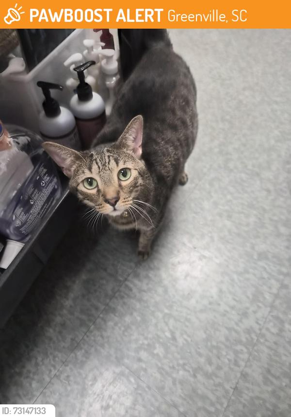 Found/Stray Female Cat last seen MAC BID parking lot, Greenville, SC 29607
