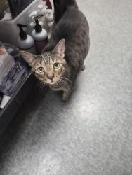 Found/Stray Female Cat last seen MAC BID parking lot, Greenville, SC 29607