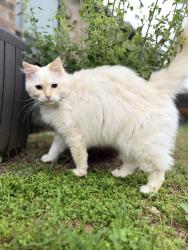 Lost Female Cat last seen Pavilion Lane, Denton, TX 76210
