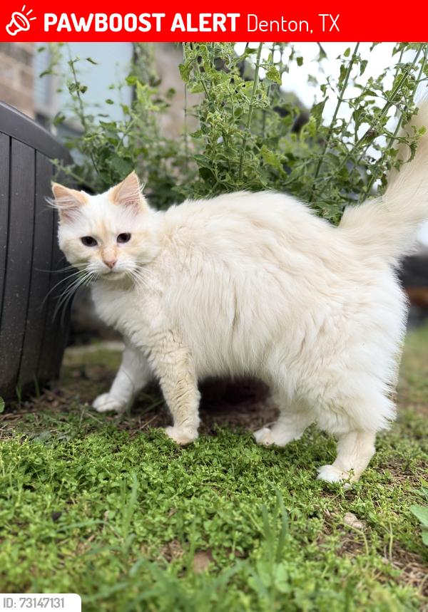 Lost Female Cat last seen Pavilion Lane, Denton, TX 76210