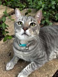 Lost Male Cat last seen Hardin, Provine, McKinney, TX 75072