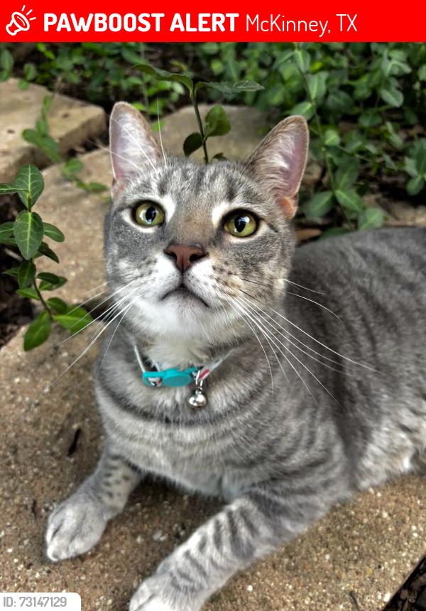 Lost Male Cat last seen Hardin, Provine, McKinney, TX 75072