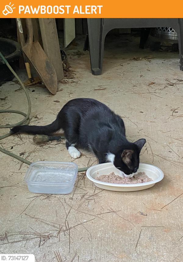 Found/Stray Female Cat last seen Breazeale Rd and Bowlan Rd, Anderson County, SC 29627