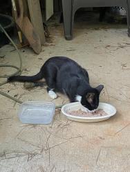 Found/Stray Female Cat last seen Breazeale Rd and Bowlan Rd, Anderson County, SC 29627