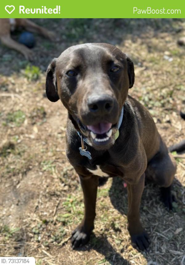 Reunited Male Dog last seen lake charlene, Pensacola, FL 32506