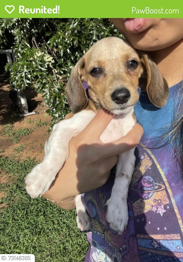 Reunited Female Dog last seen Near SW 63rd Terr, Oklahoma City, OK 73139