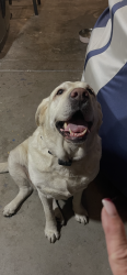 Reunited Female Dog last seen N Rainbow Blvd & Vegas Drive, Las Vegas, NV 89108