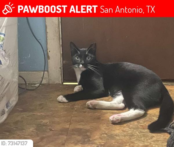 Lost Male Cat last seen east central highschool, San Antonio, TX 78263