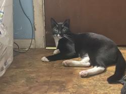 Lost Male Cat last seen east central highschool, San Antonio, TX 78263