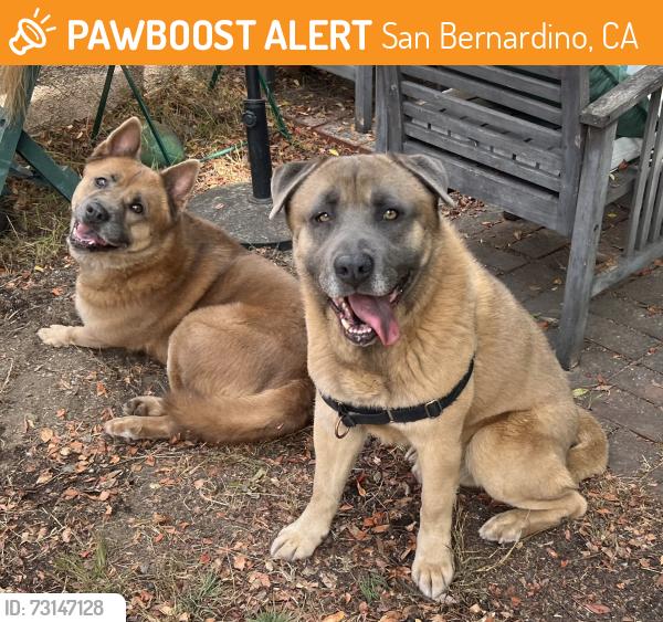 Found/Stray Unknown Dog last seen Richardson and Cooley, San Bernardino, CA 92408