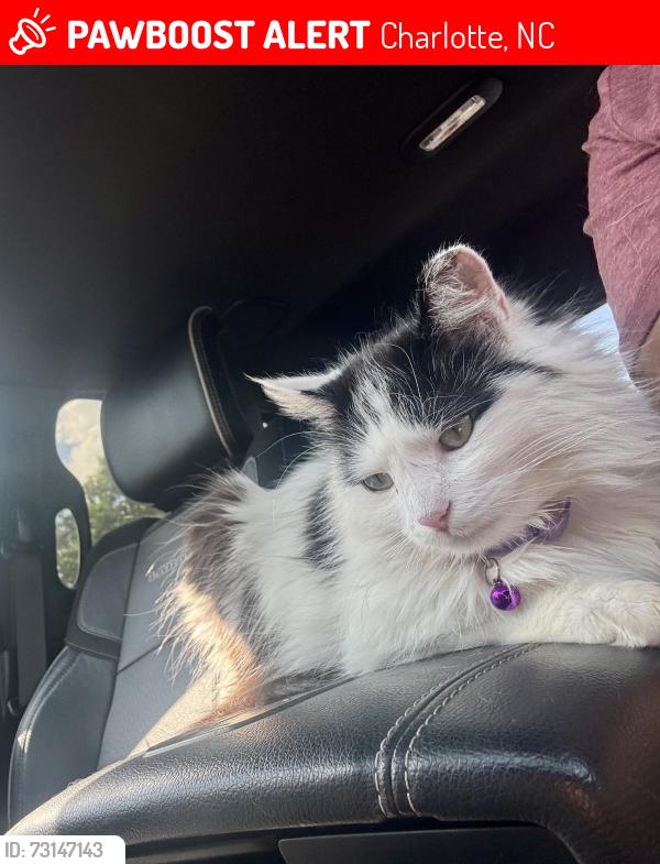 Lost Female Cat last seen Day Lilly Ln Sunset Rd, Charlotte, NC 28216