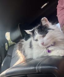 Lost Female Cat last seen Day Lilly Ln Sunset Rd, Charlotte, NC 28216