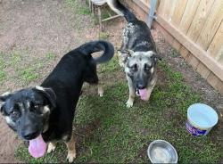 Reunited Male Dog last seen NE 108th and Indian Hills, Norman, OK 73026